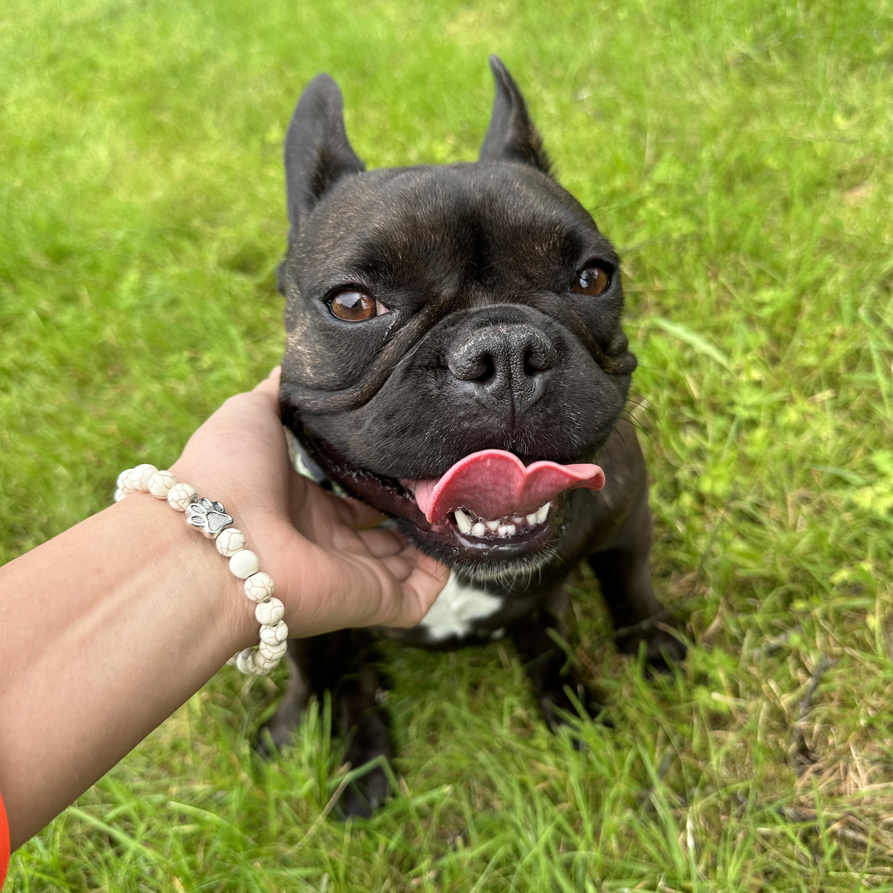 🐾 Pawsitively Adorable Beaded Bracelet 🐾